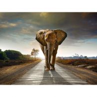 All Seasons Posters olifant 80 x 60 tuinposter 
